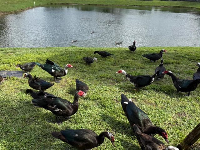Дом в аренду по адресу 4324 Maybelle Lane - фото 6760678