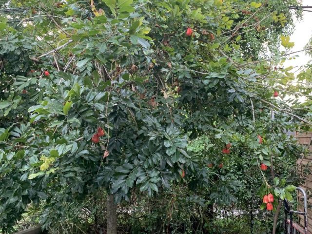 Дом в аренду по адресу 1345 W 34th Street - фото 6929787